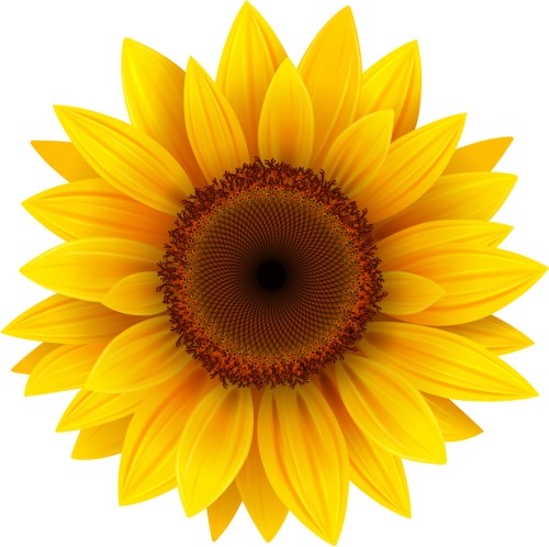Everglow Sunflower
