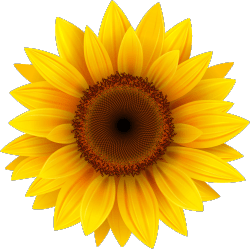 Sunflower Banner