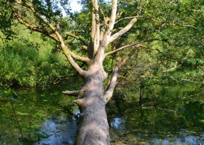 Becky's Tree Funday 1st July 2018